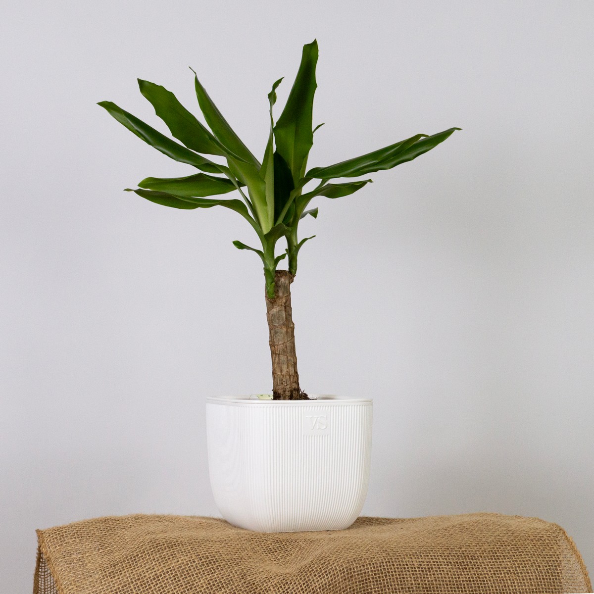 Кашпо Фабио (пластик), D14xH14см, 1,95л, белый в интернет-магазине флористических аксессуаров Азалия Декор