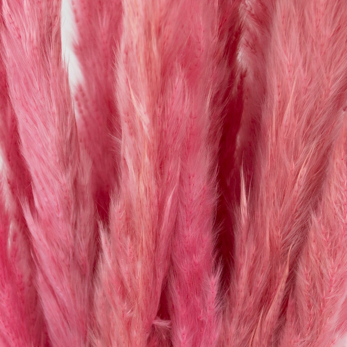 Набор пампасной травы мини 15шт., 60-70 см, ярко-розовый в интернет-магазине флористических аксессуаров Азалия Декор