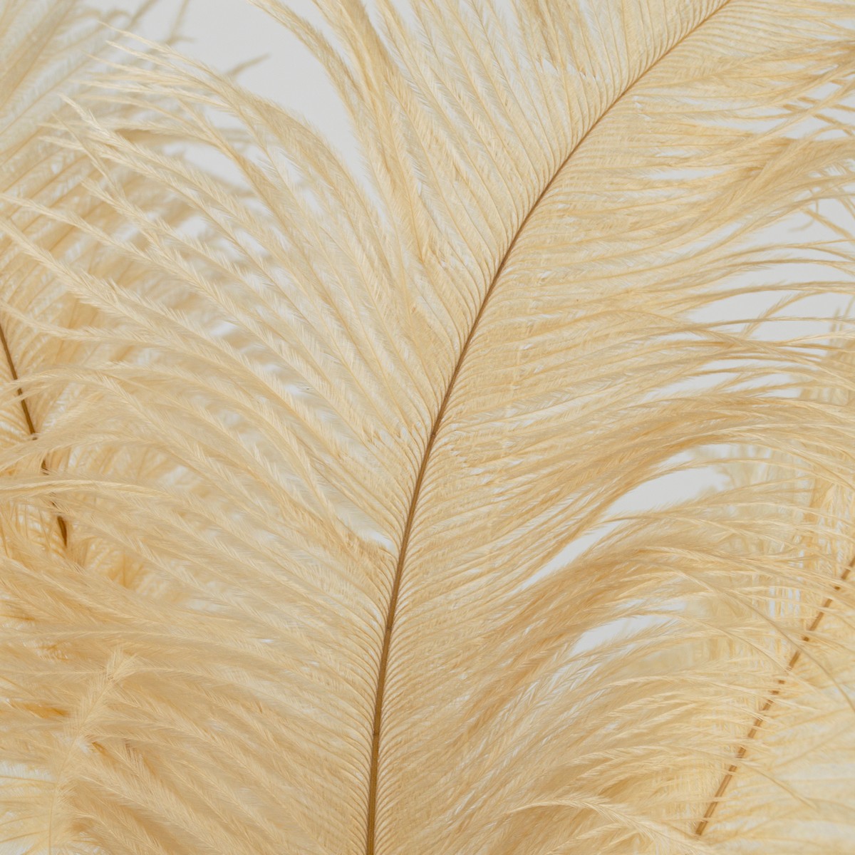 Набор перьев страуса 3шт., 45-50см, кремовый в интернет-магазине флористических аксессуаров Азалия Декор