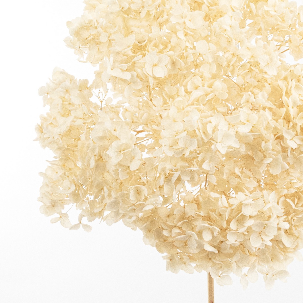 Гортензия, 60-65 см, кремовый в интернет-магазине флористических аксессуаров Азалия Декор