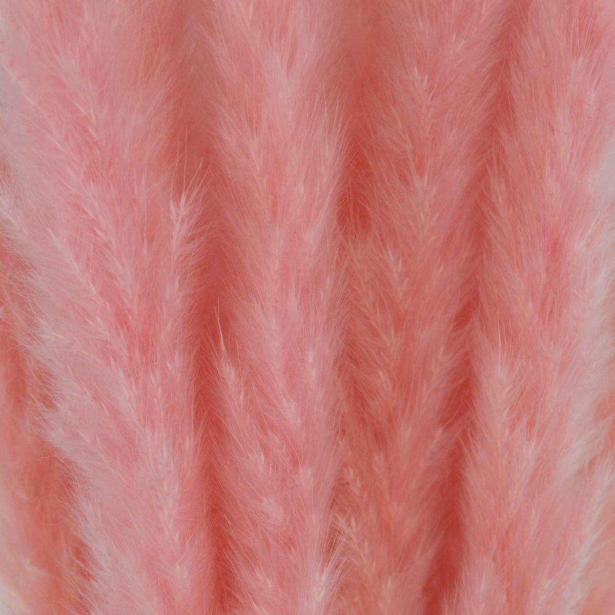 Набор пампасной травы мини 15шт., 60-70 см, розовый в интернет-магазине флористических аксессуаров Азалия Декор