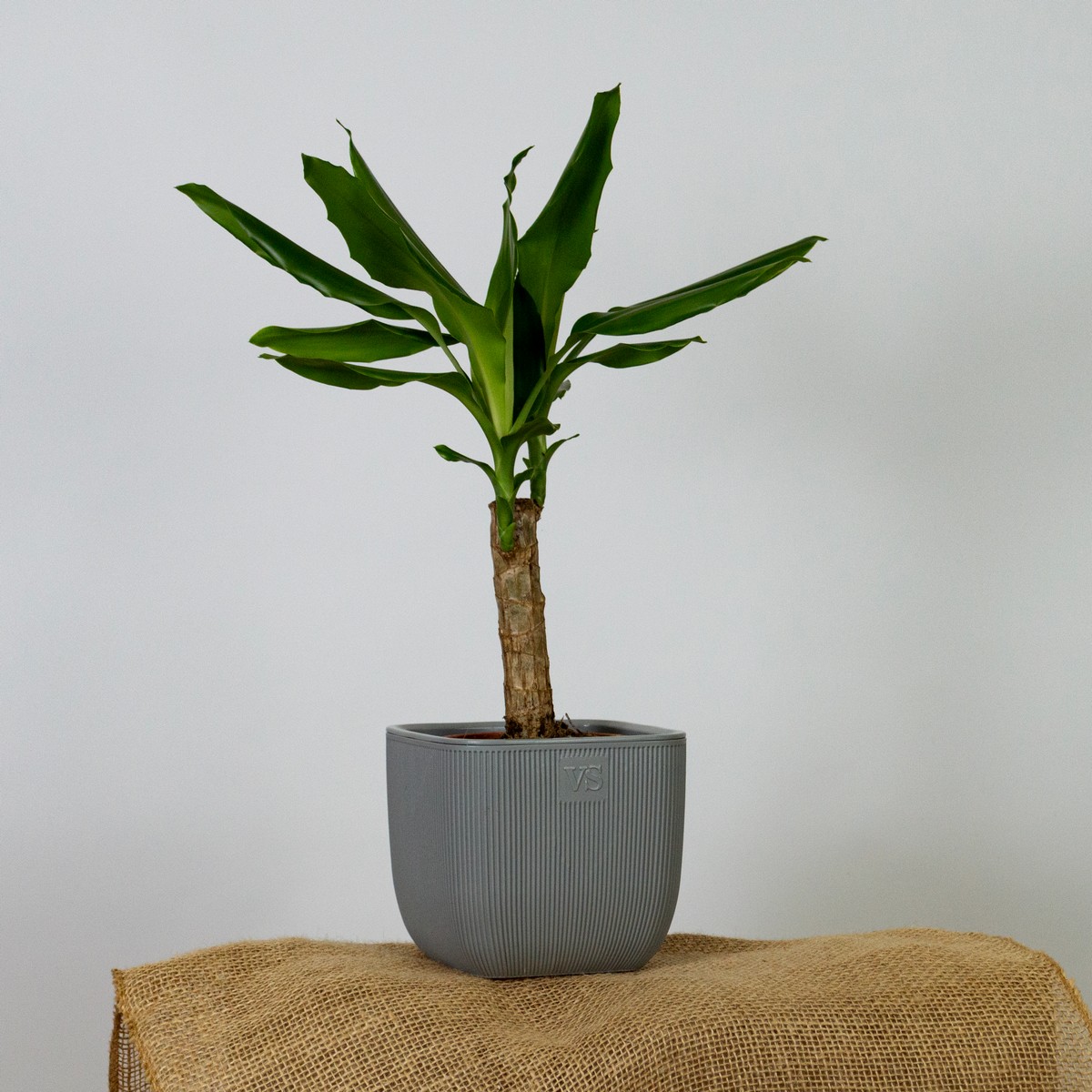 Кашпо Фабио (пластик), D14xH14см, 1,95л, серый в интернет-магазине флористических аксессуаров Азалия Декор