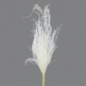 Набор аспарагуса 80гр, 80-100 см, белый в интернет-магазине флористических аксессуаров Азалия Декор