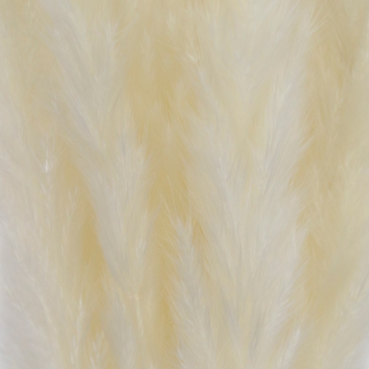 Набор пампасной травы мини 15шт., 60-70 см, белый в интернет-магазине флористических аксессуаров Азалия Декор