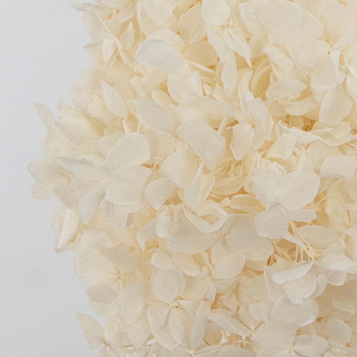 Гортензия метельчатая, 50см, белый в интернет-магазине флористических аксессуаров Азалия Декор