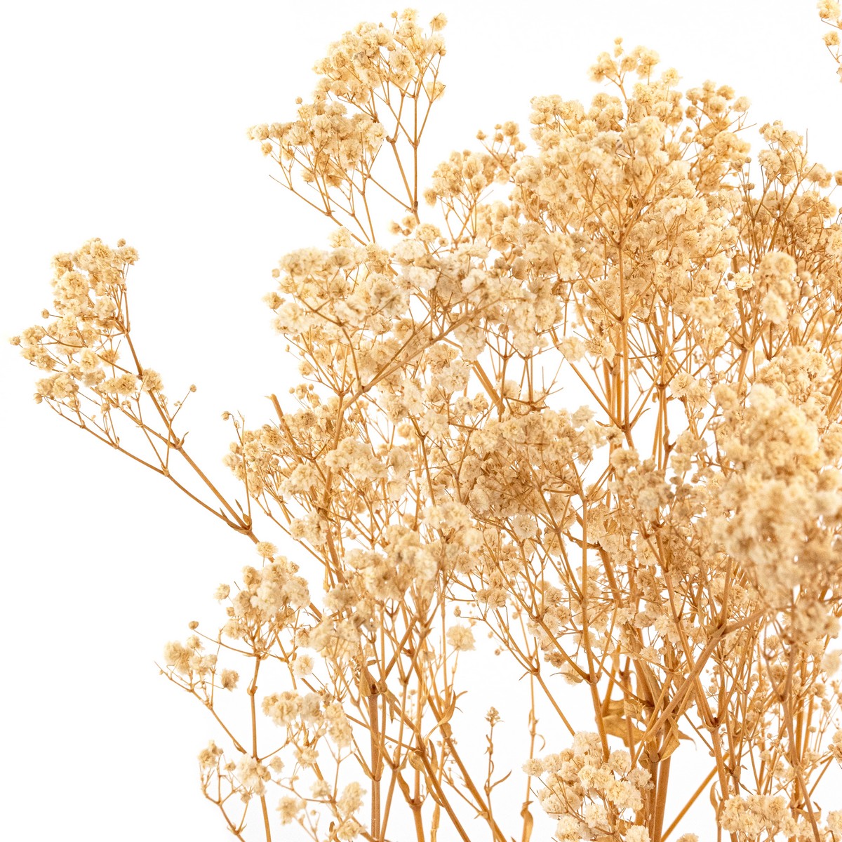 Набор Гипсофилы 120 гр, 75 см, белый в интернет-магазине флористических аксессуаров Азалия Декор