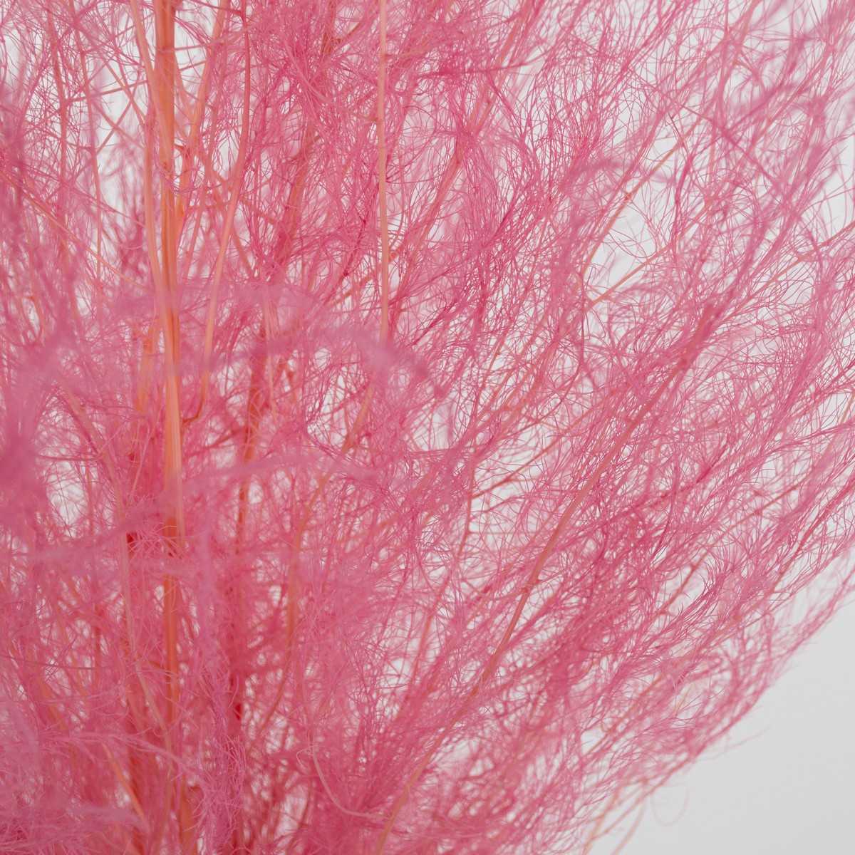 Набор аспарагуса 80гр, 80-100 см, розовый в интернет-магазине флористических аксессуаров Азалия Декор