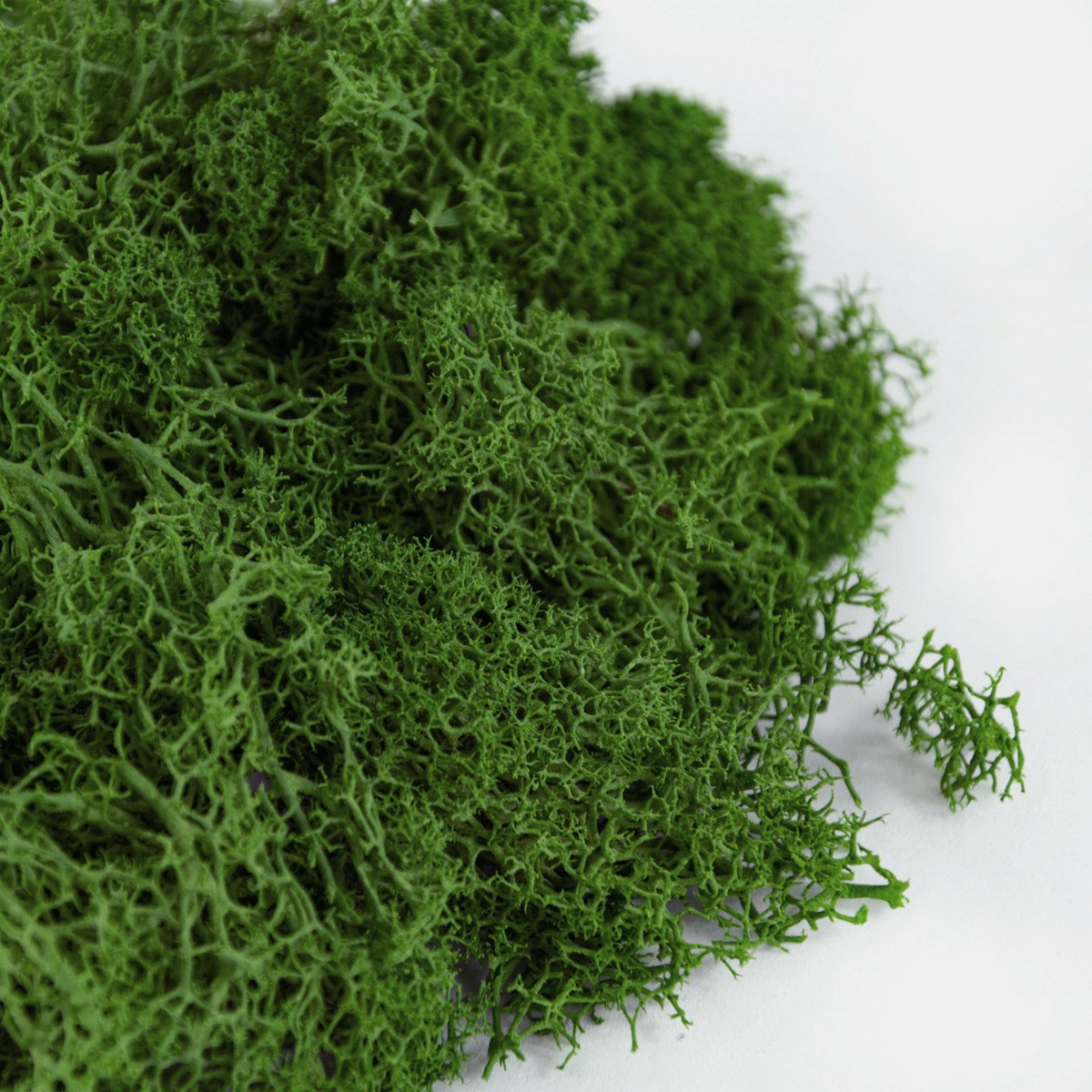 Мох ягель 400гр., светло-зеленый в интернет-магазине флористических аксессуаров Азалия Декор