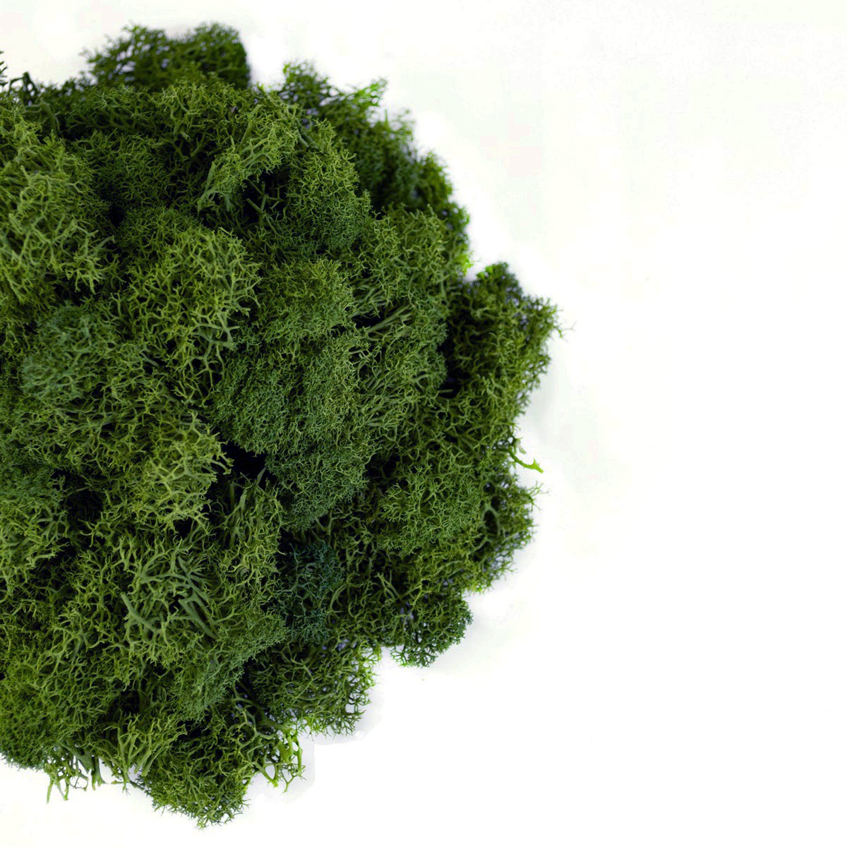 Мох ягель 400гр., хаки в интернет-магазине флористических аксессуаров Азалия Декор
