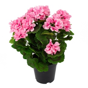 Герань в кашпо, 38см, розовый в интернет-магазине флористических аксессуаров Азалия Декор