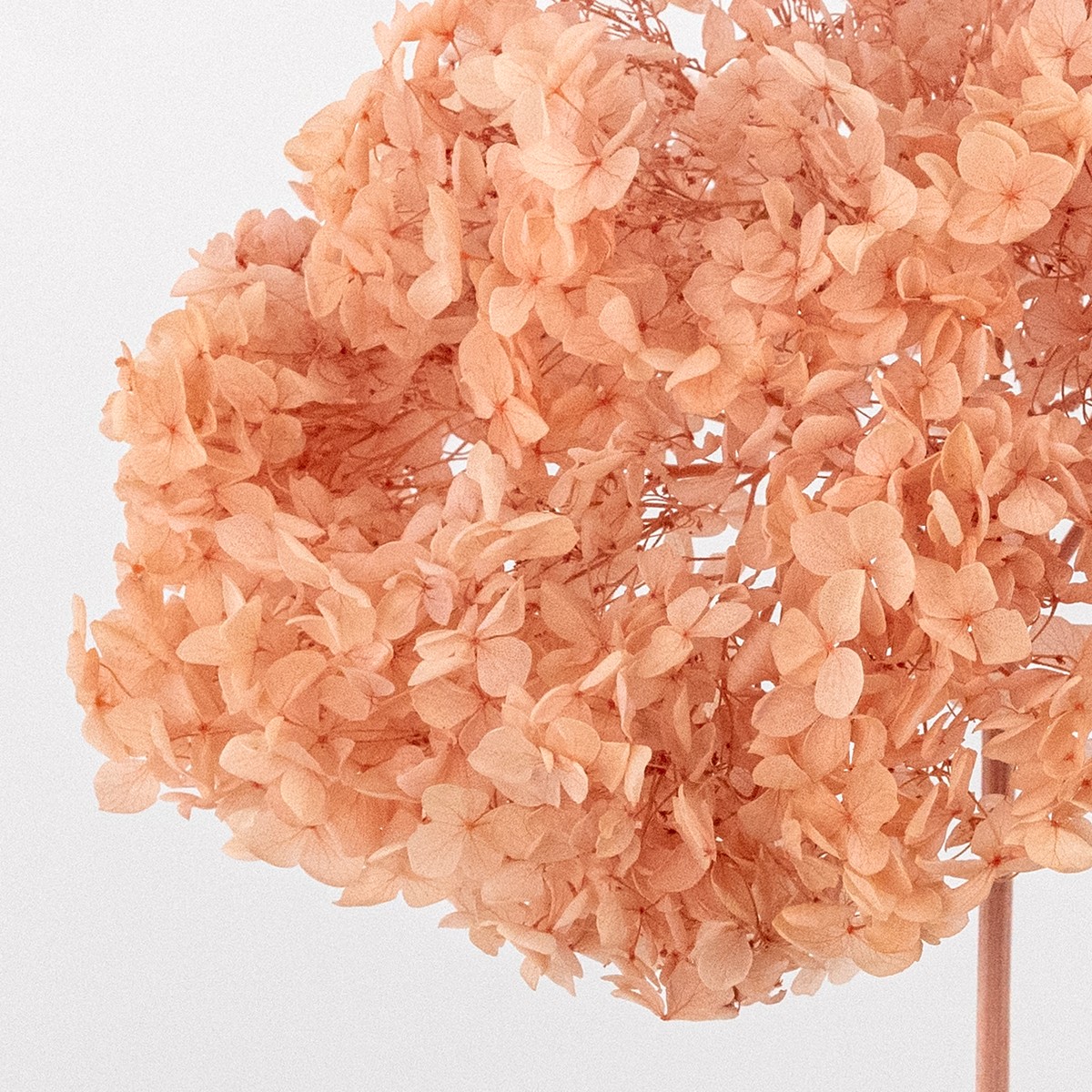 Гортензия, 60-65 см, персиковый в интернет-магазине флористических аксессуаров Азалия Декор