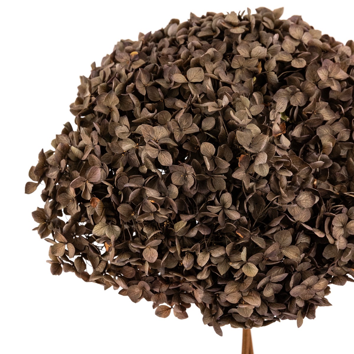 Гортензия, 60-65 см, коричневый в интернет-магазине флористических аксессуаров Азалия Декор
