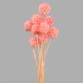 Набор сухоцветов Скабиоза 10шт., 30 см, светло-розовый в интернет-магазине флористических аксессуаров Азалия Декор