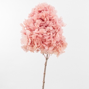 Гортензия метельчатая, 50см, светло-розовый в интернет-магазине флористических аксессуаров Азалия Декор