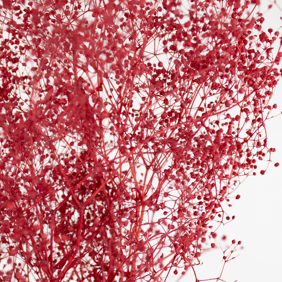 Набор Гипсофилы 50гр, 60 см, красный в интернет-магазине флористических аксессуаров Азалия Декор