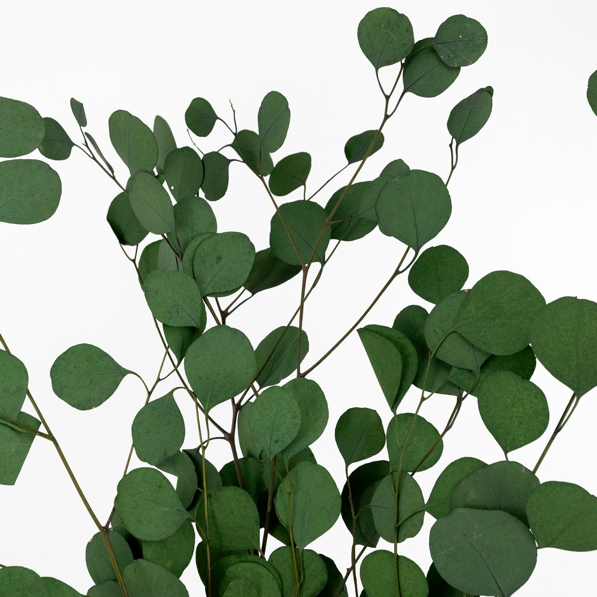 Эвкалипт 100гр., 70 см, зеленый в интернет-магазине флористических аксессуаров Азалия Декор