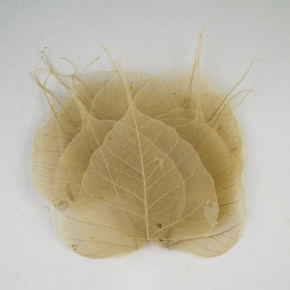 Набор листьев скелетированных 50 шт., натуральный в интернет-магазине флористических аксессуаров Азалия Декор