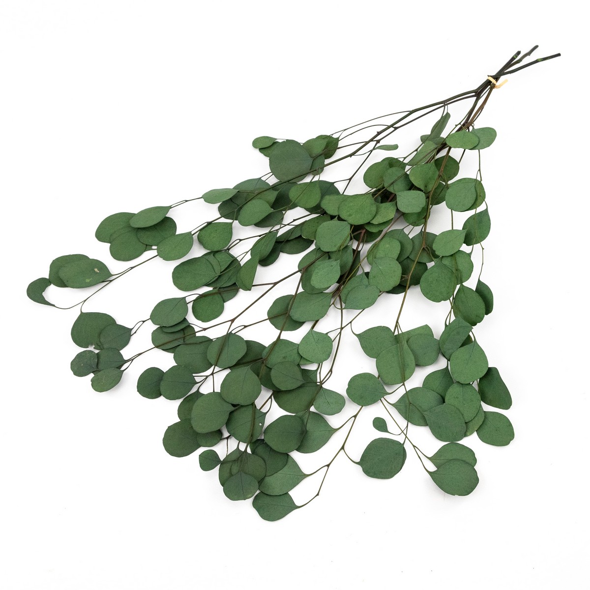 Эвкалипт 100гр., 70 см, зеленый в интернет-магазине флористических аксессуаров Азалия Декор