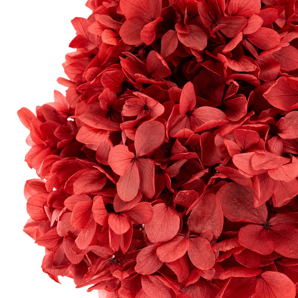 Гортензия метельчатая, 50см, красно-зеленый в интернет-магазине флористических аксессуаров Азалия Декор