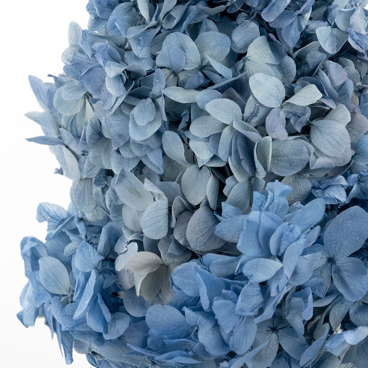 Гортензия метельчатая, 50см, голубой в интернет-магазине флористических аксессуаров Азалия Декор