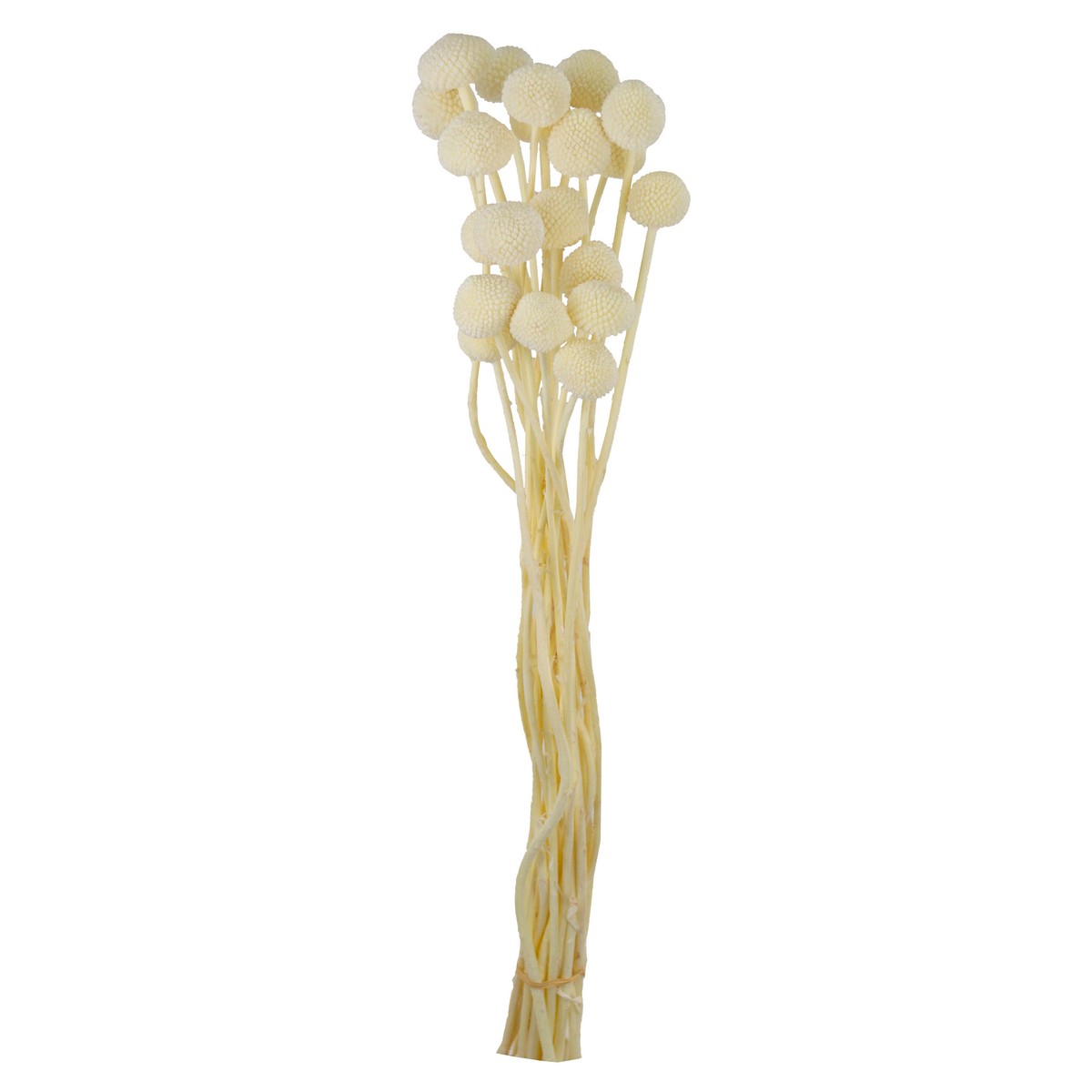 Набор краспедии 20шт., 60 см, белый в интернет-магазине флористических аксессуаров Азалия Декор