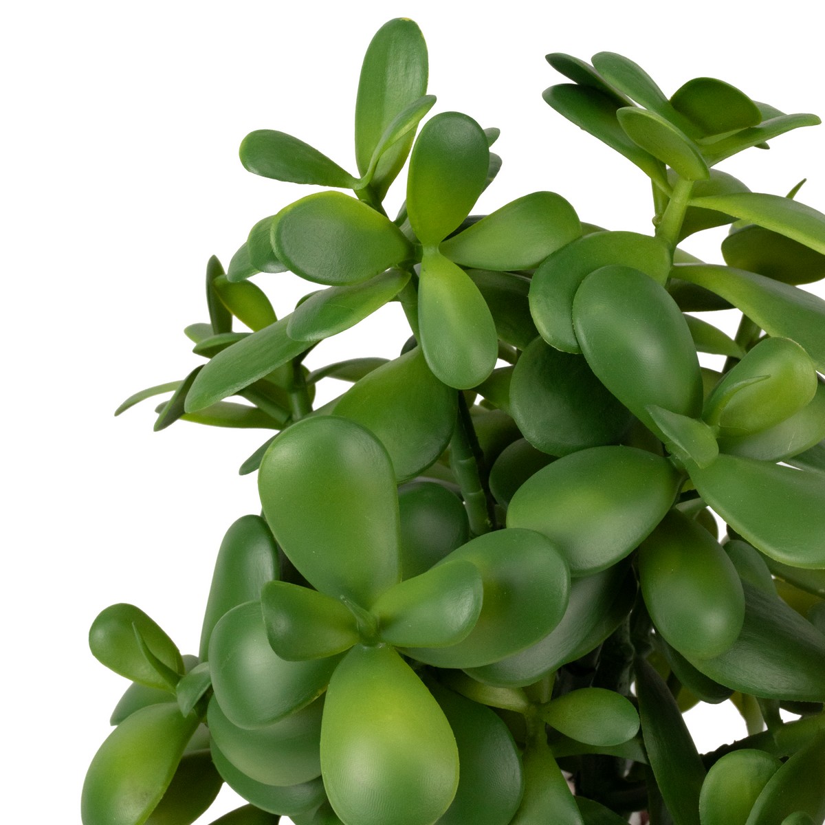 Крассула в кашпо, 41см, зеленый в интернет-магазине флористических аксессуаров Азалия Декор