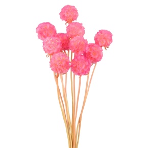 Набор сухоцветов Скабиоза 10шт., 30 см, розовый в интернет-магазине флористических аксессуаров Азалия Декор