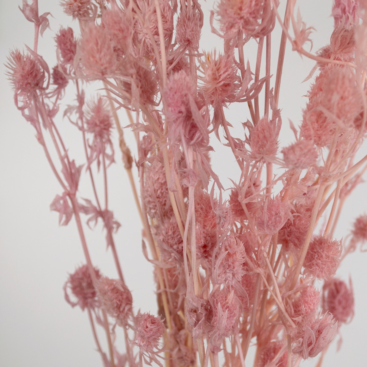 Набор эрингиума 80гр, 70 см, светло-розовый в интернет-магазине флористических аксессуаров Азалия Декор