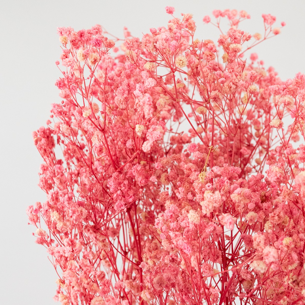 Набор Гипсофилы 120 гр, 75 см, розовый в интернет-магазине флористических аксессуаров Азалия Декор