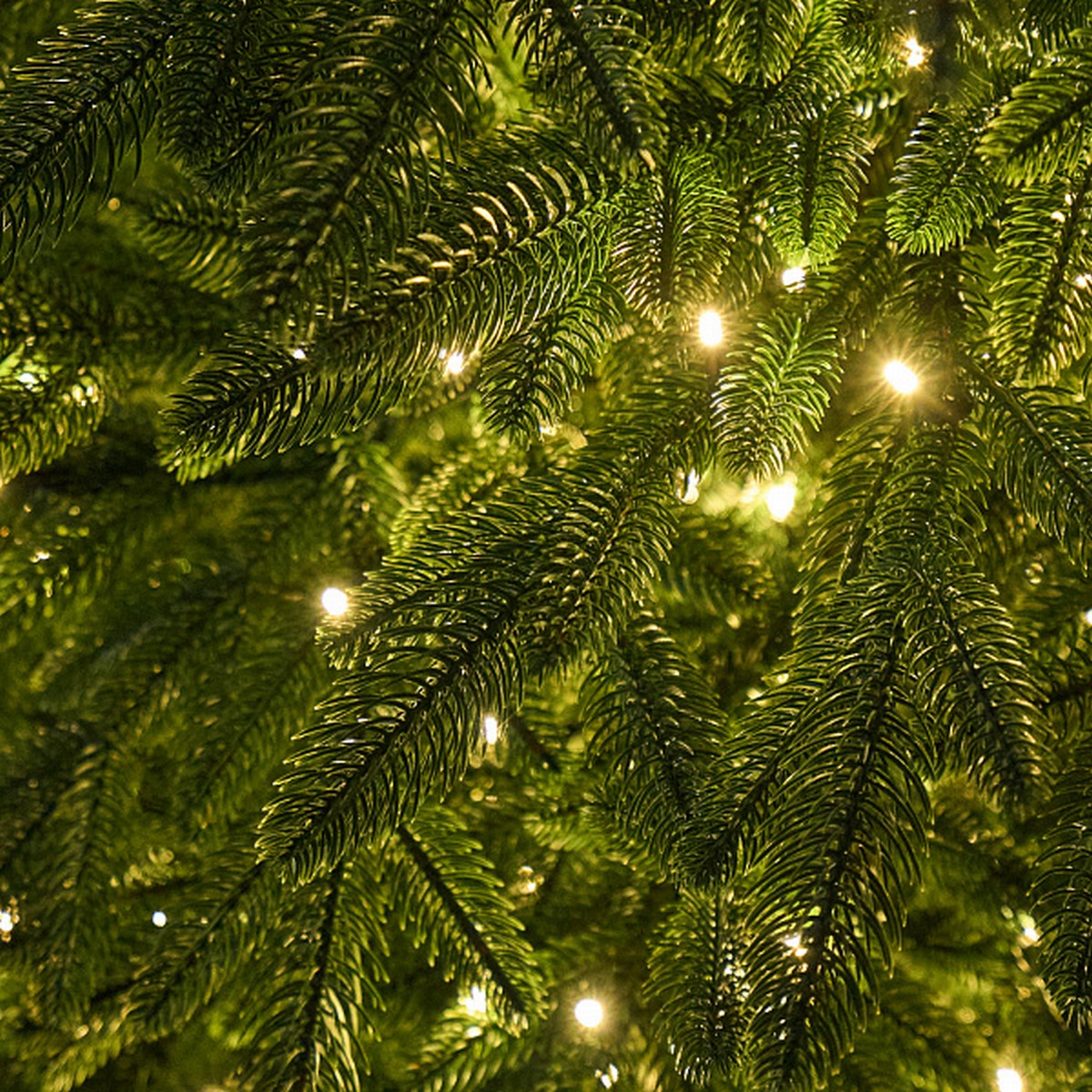 Ель искусственная с лампочками Cамарская (PE), 2,4м, зеленый в интернет-магазине флористических аксессуаров Азалия Декор