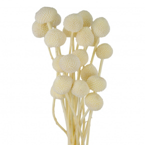 Набор краспедии 20шт., 60 см, белый в интернет-магазине флористических аксессуаров Азалия Декор