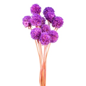 Набор сухоцветов Скабиоза 10шт., 30 см, сиреневый в интернет-магазине флористических аксессуаров Азалия Декор