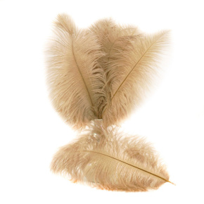 Набор перьев страуса 10шт., 20-25см, кремовый в интернет-магазине флористических аксессуаров Азалия Декор