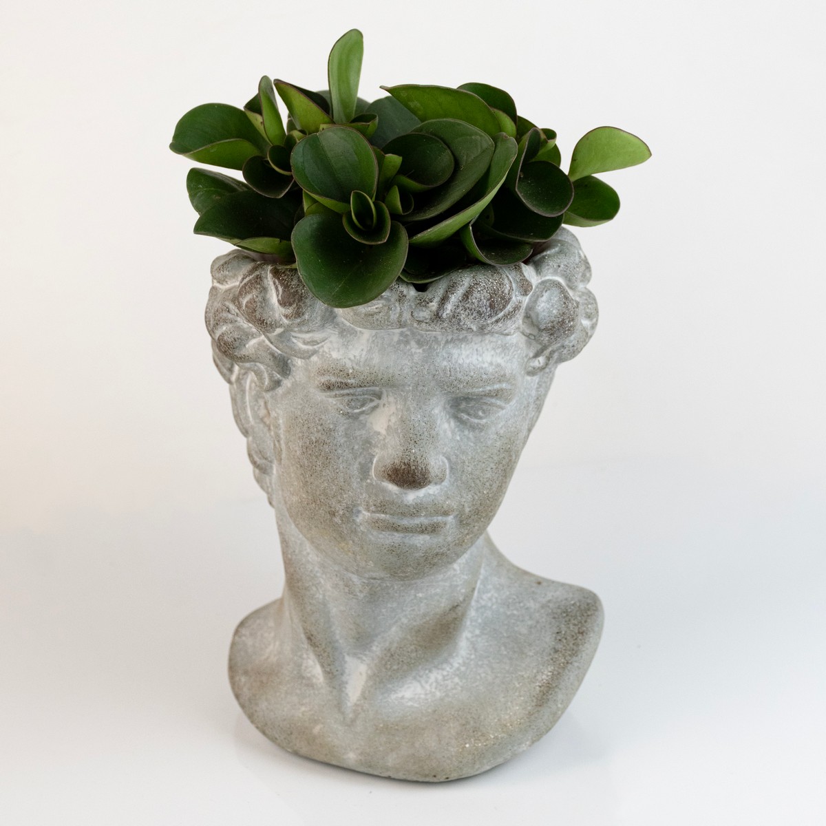 Кашпо Бюст мужчина (бетон), 17x15хH23см, серый в интернет-магазине флористических аксессуаров Азалия Декор