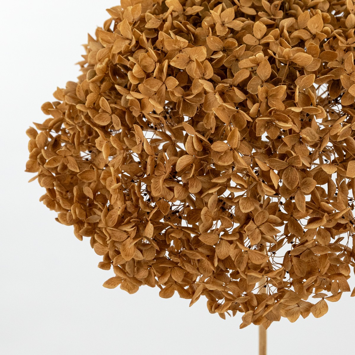 Гортензия, 60-65 см, охра в интернет-магазине флористических аксессуаров Азалия Декор