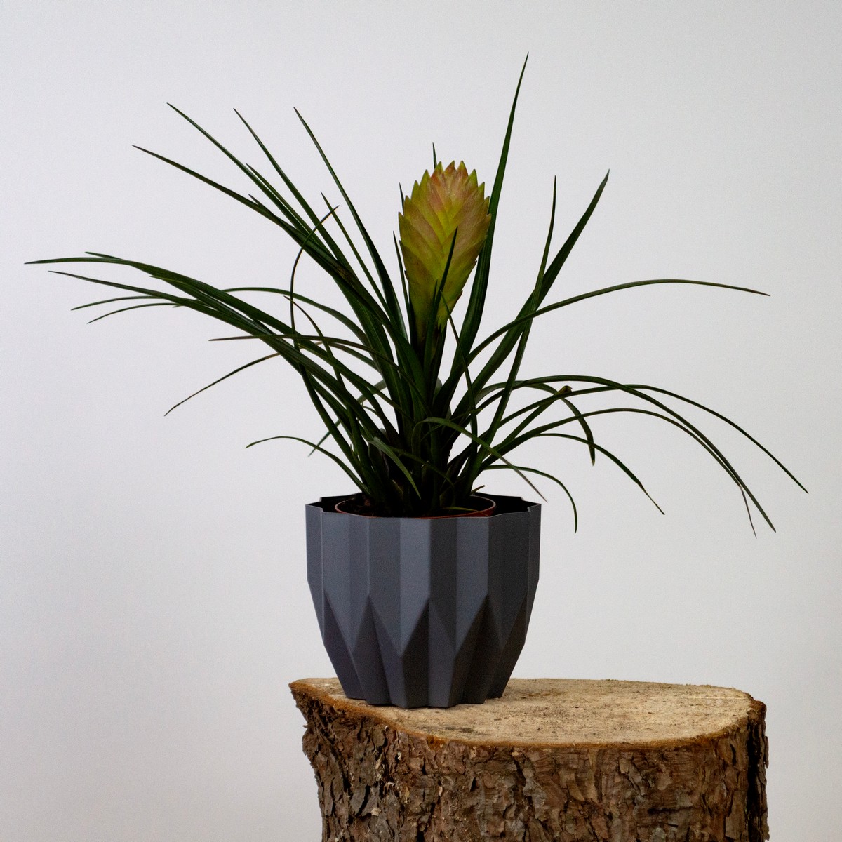 Кашпо Геометрия (пластик), D13xH16см, 0,8л, антрацитовый в интернет-магазине флористических аксессуаров Азалия Декор