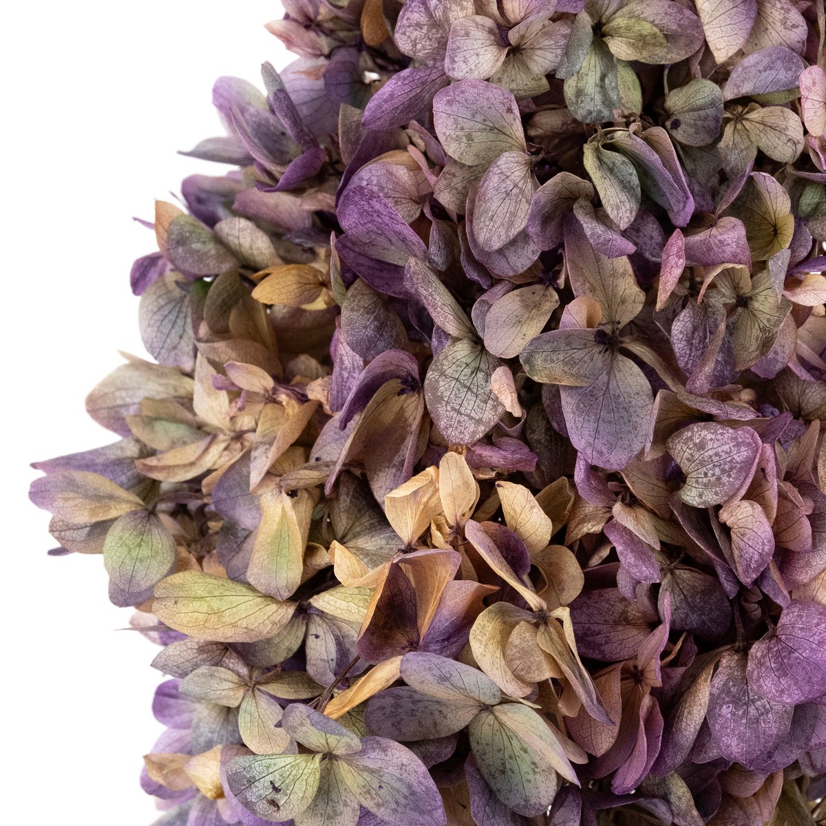 Гортензия метельчатая, 50см, сиренево-зеленый в интернет-магазине флористических аксессуаров Азалия Декор