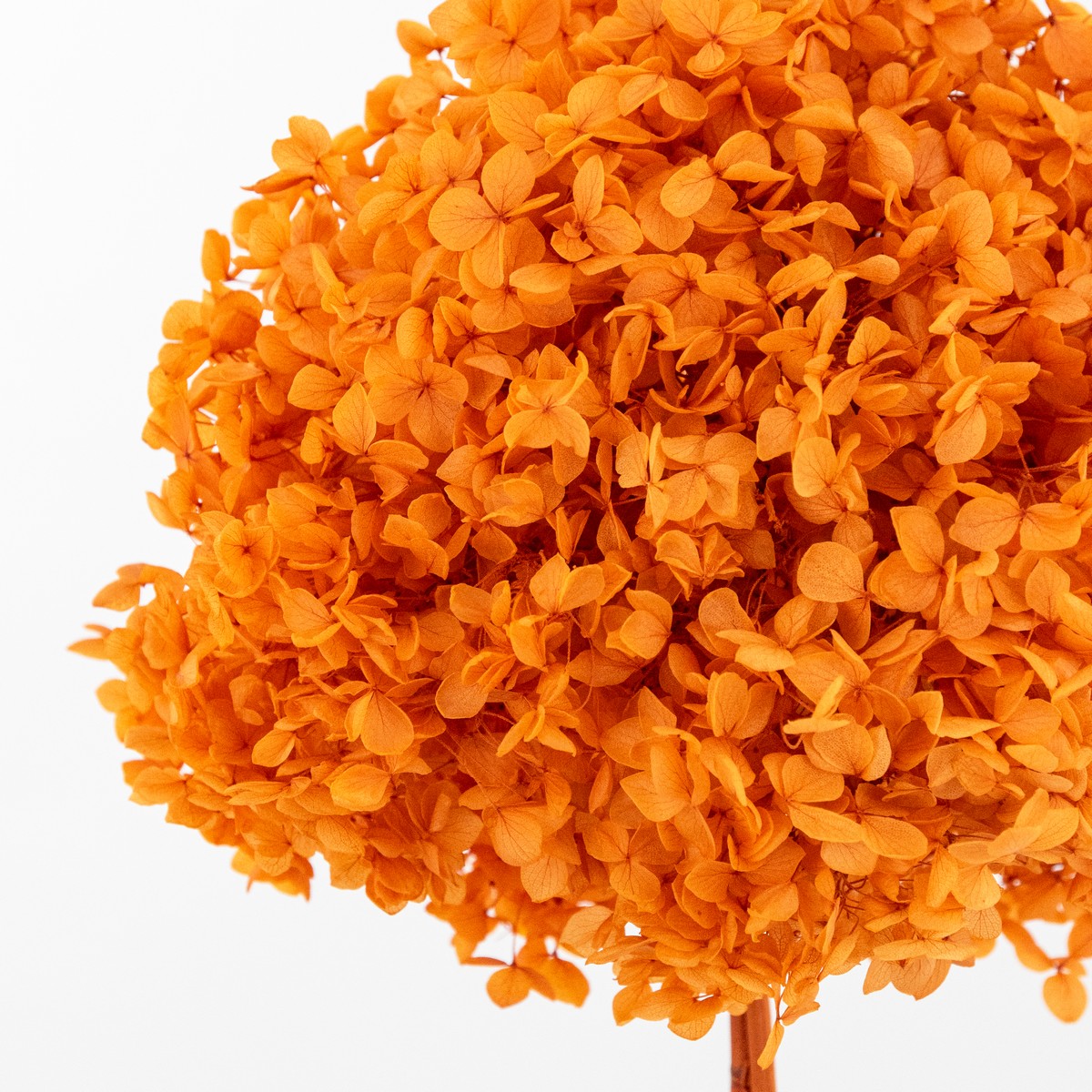 Гортензия, 60-65 см, оранжевый в интернет-магазине флористических аксессуаров Азалия Декор