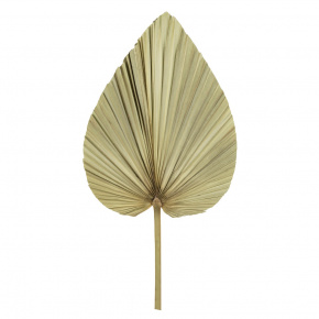 Пальмовый лист, 60 см, натуральный в интернет-магазине флористических аксессуаров Азалия Декор