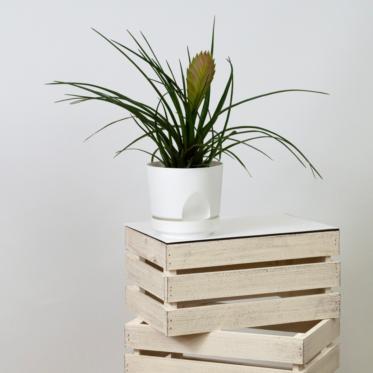 Цв. горшок Тренд (пластик), D12xH11см, 0,8л, белый в интернет-магазине флористических аксессуаров Азалия Декор