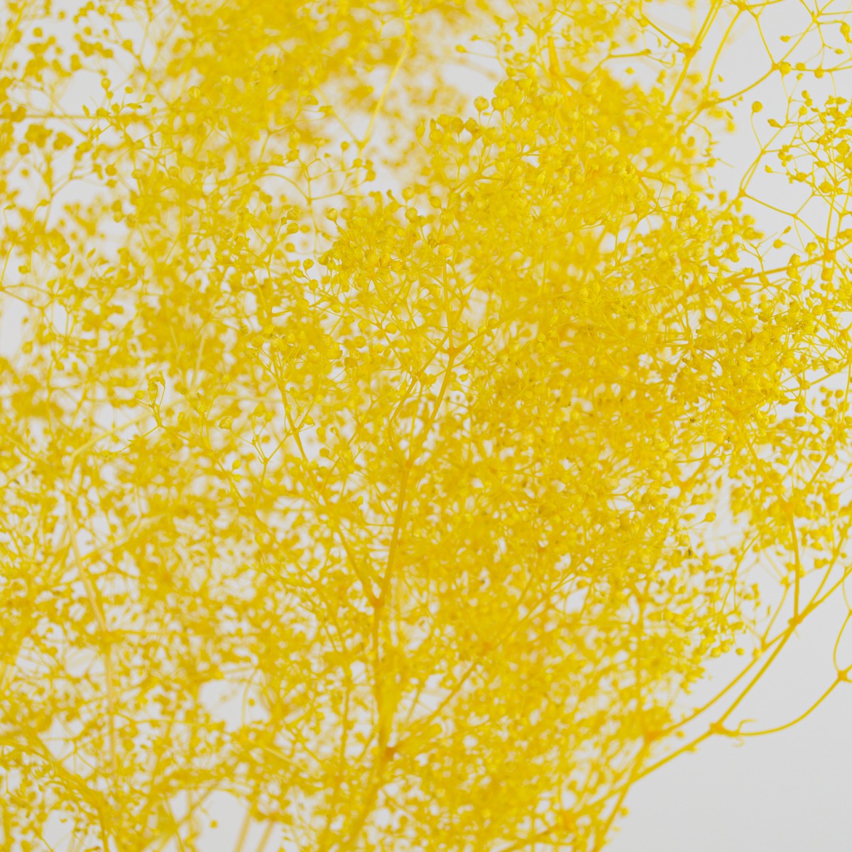 Набор Гипсофилы 50гр, 60 см, желтый в интернет-магазине флористических аксессуаров Азалия Декор