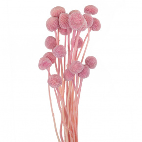 Набор краспедии 20шт., 60 см, розовый в интернет-магазине флористических аксессуаров Азалия Декор