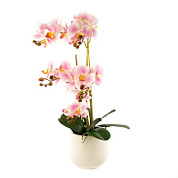 Орхидея х5 в кашпо, 61 см, розовый/6шт. в интернет-магазине флористических аксессуаров Азалия Декор